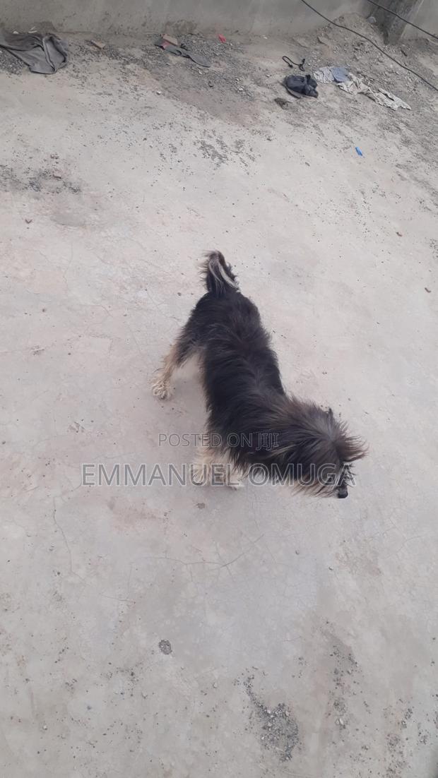 6-12 months Male Purebred Maltese - thumbnail 3