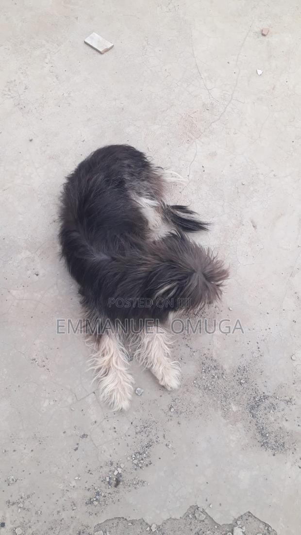 6-12 months Male Purebred Maltese - thumbnail 4