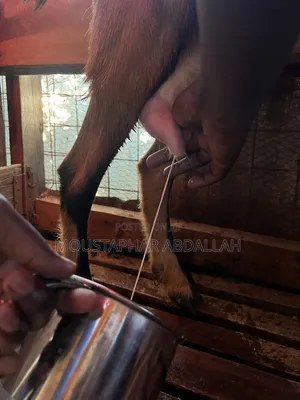 Farm Fresh Dairy Goat Milk
