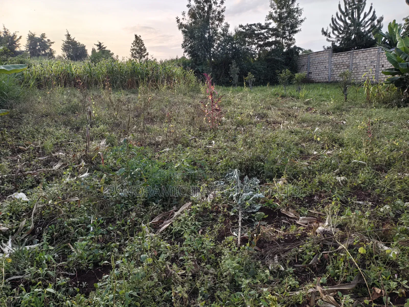 50x100 Plot for Sale in Lower Kabete Kiambu County.