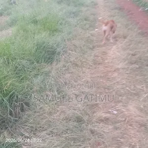 Prime Plot for Sale Ruaka Kiambu
