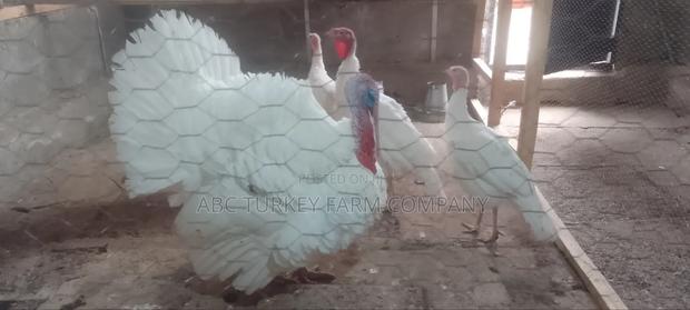 White Turkey Birds(Ornamental Birds)