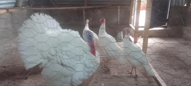 White Turkey Birds(Ornamental Birds) - thumbnail 2