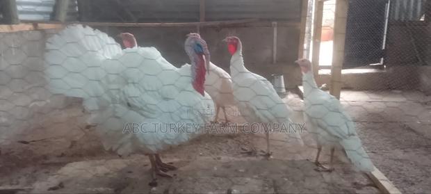White Turkey Birds(Ornamental Birds) - thumbnail 3