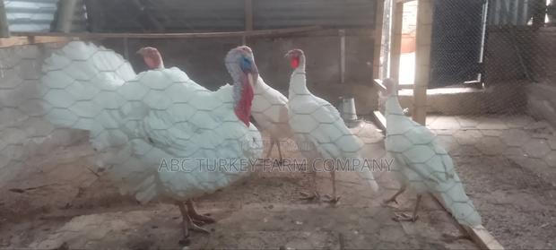 White Turkey Birds(Ornamental Birds) - thumbnail 4