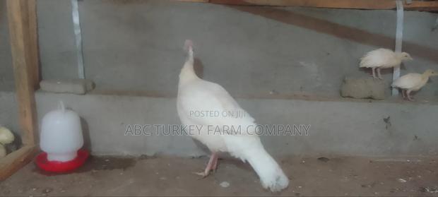 White Turkey Birds(Ornamental Birds) - thumbnail 5