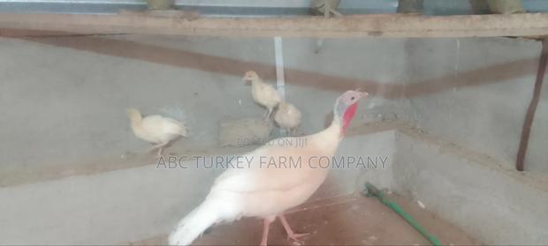 White Turkey Birds(Ornamental Birds) - thumbnail 6