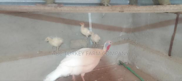 White Turkey Birds(Ornamental Birds) - thumbnail 7
