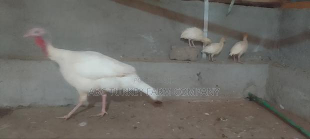White Turkey Birds(Ornamental Birds) - thumbnail 8
