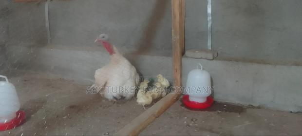 White Turkey Birds(Ornamental Birds) - thumbnail 9