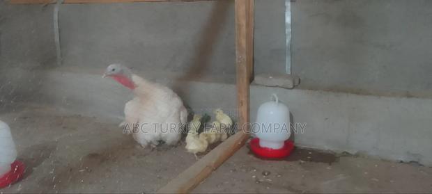 White Turkey Birds(Ornamental Birds) - thumbnail 10