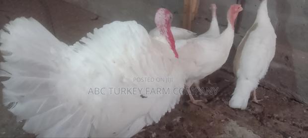 White Turkey Birds(Ornamental Birds) - thumbnail 11