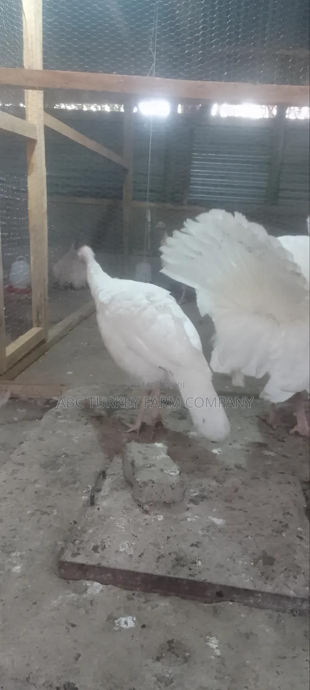 White Turkey Birds(Ornamental Birds) - thumbnail 12