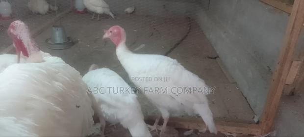 White Turkey Birds(Ornamental Birds) - thumbnail 13