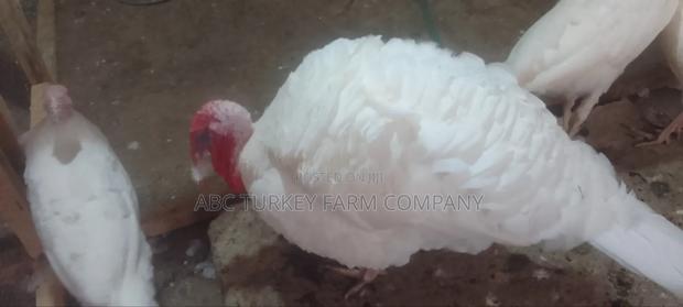 White Turkey Birds(Ornamental Birds) - thumbnail 14