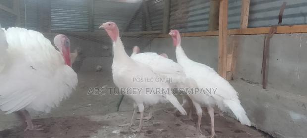 White Turkey Birds(Ornamental Birds) - thumbnail 15