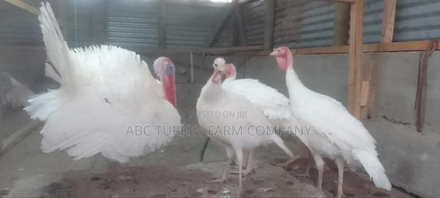 White Turkey Birds(Ornamental Birds) - thumbnail 16
