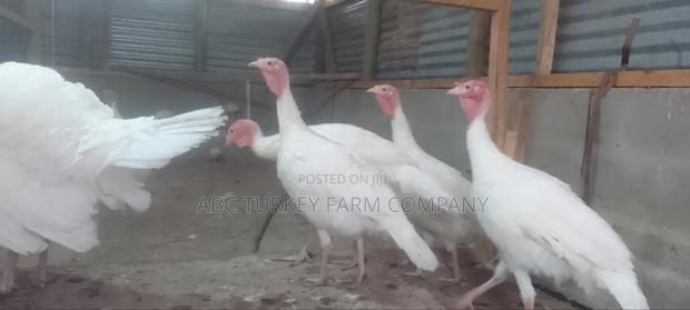 White Turkey Birds(Ornamental Birds) - thumbnail 18