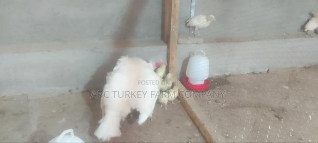 White Turkey Birds(Ornamental Birds) - thumbnail 19