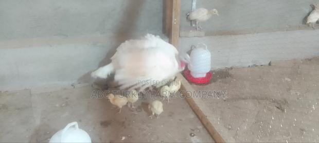 White Turkey Birds(Ornamental Birds) - thumbnail 20