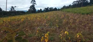 Mua Hills Land for Sale