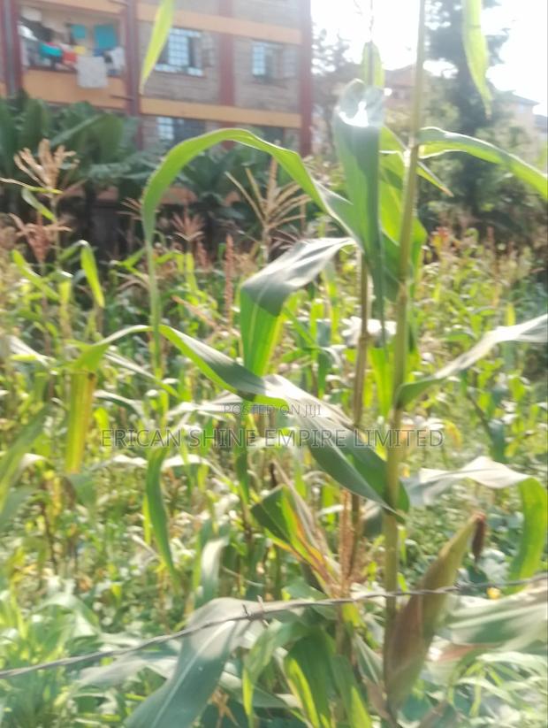 Lowe Kabete 1/8 Plot for Lease