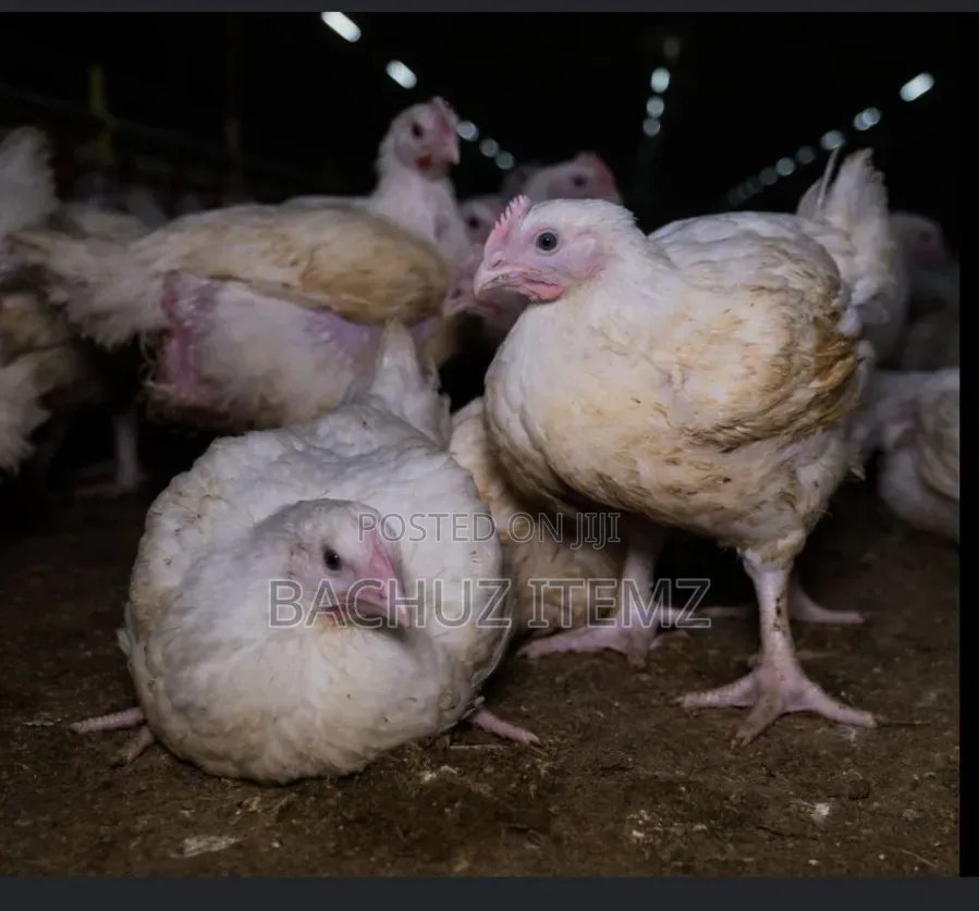 Broiler Chicken