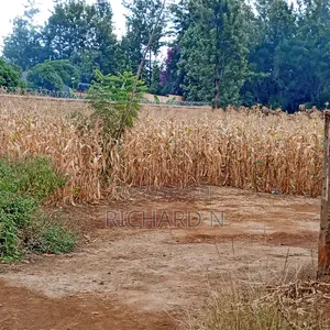 Prime 30x80 Plot for Sale at Dallas Embu