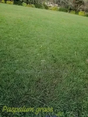 Tiifsport Grass