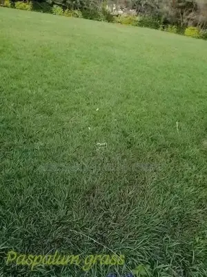 Tiifsport Grass