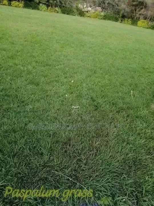 Tiifsport Grass