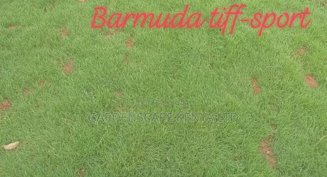 Tiifsport Grass