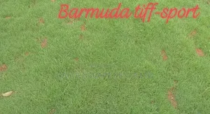 Tiifsport Grass