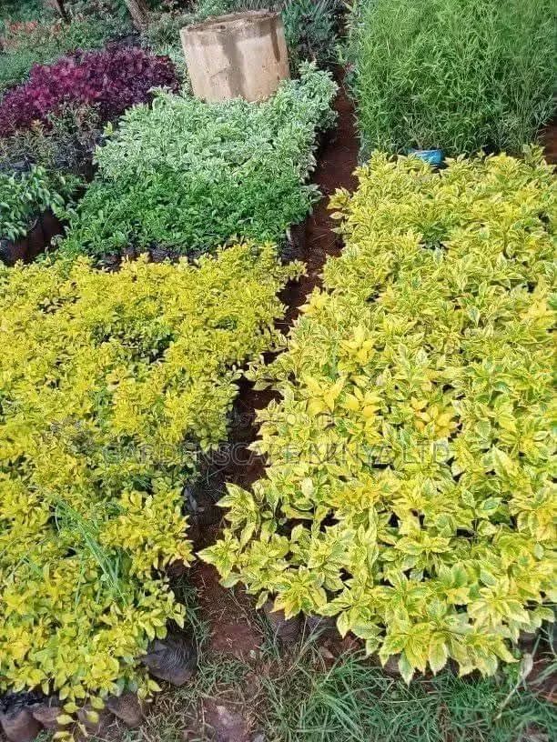 Duranta Seedlings for Hedges