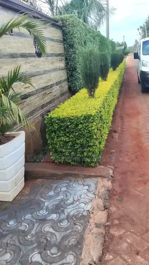 Duranta Seedlings for Hedges
