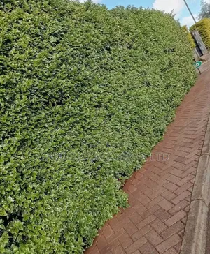 Duranta Seedlings for Hedges