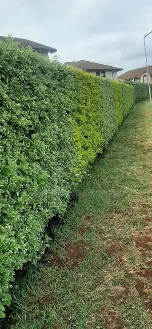 Duranta Seedlings for Hedges