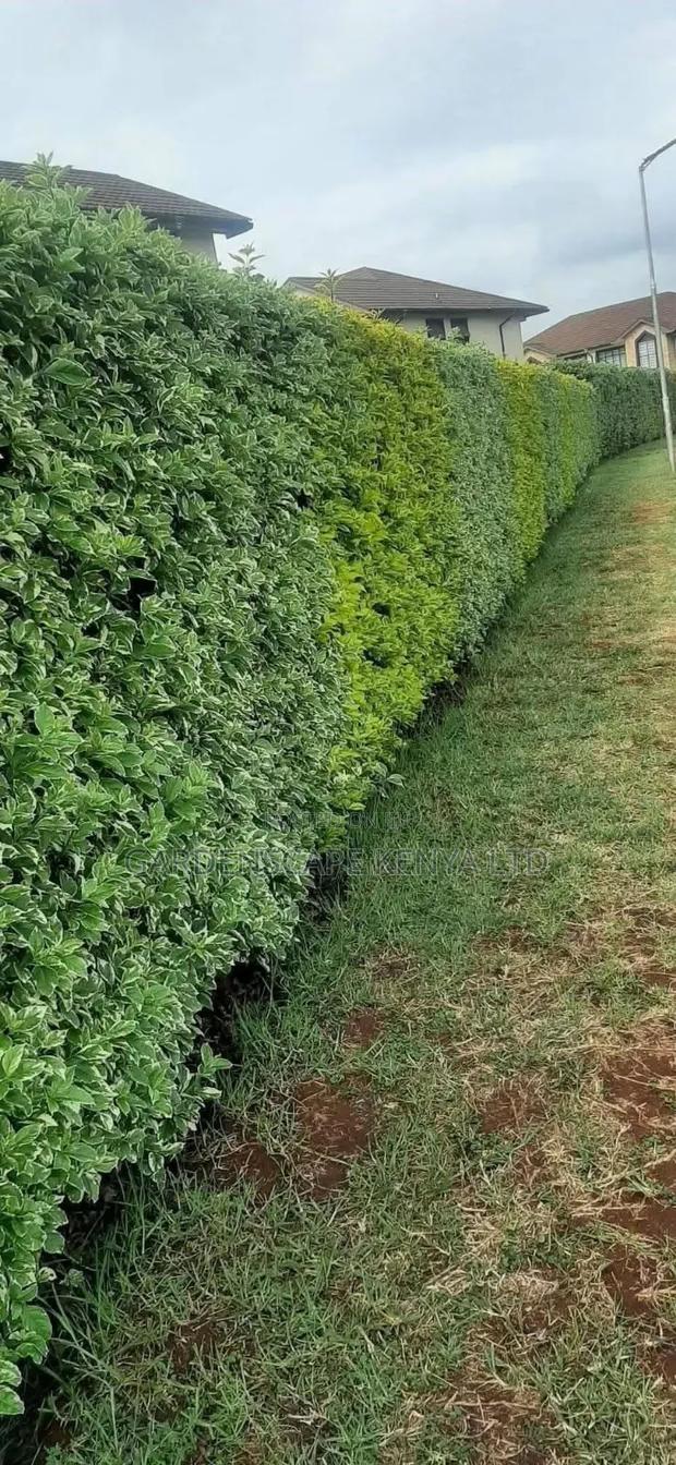 Duranta Seedlings for Hedges - thumbnail 4