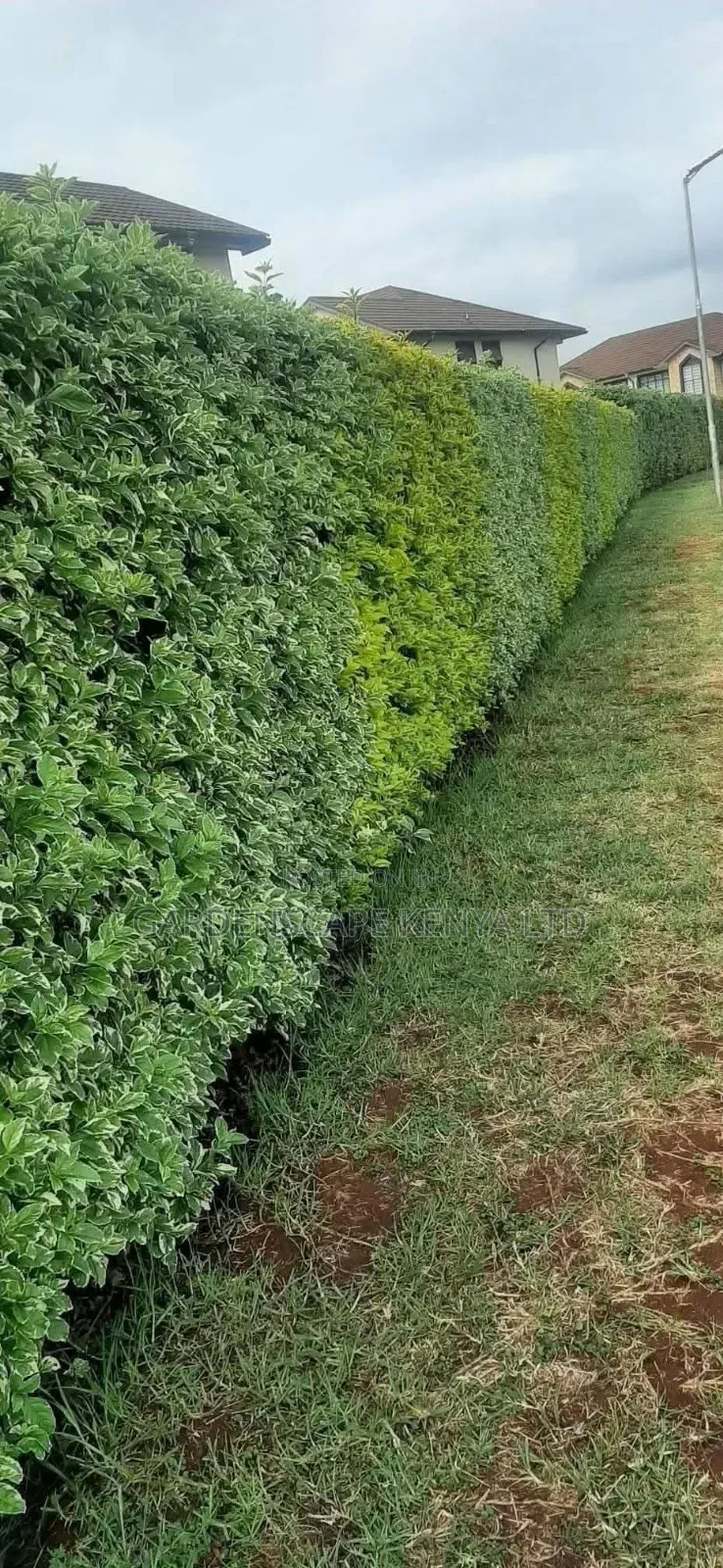 Duranta Seedlings for Hedges
