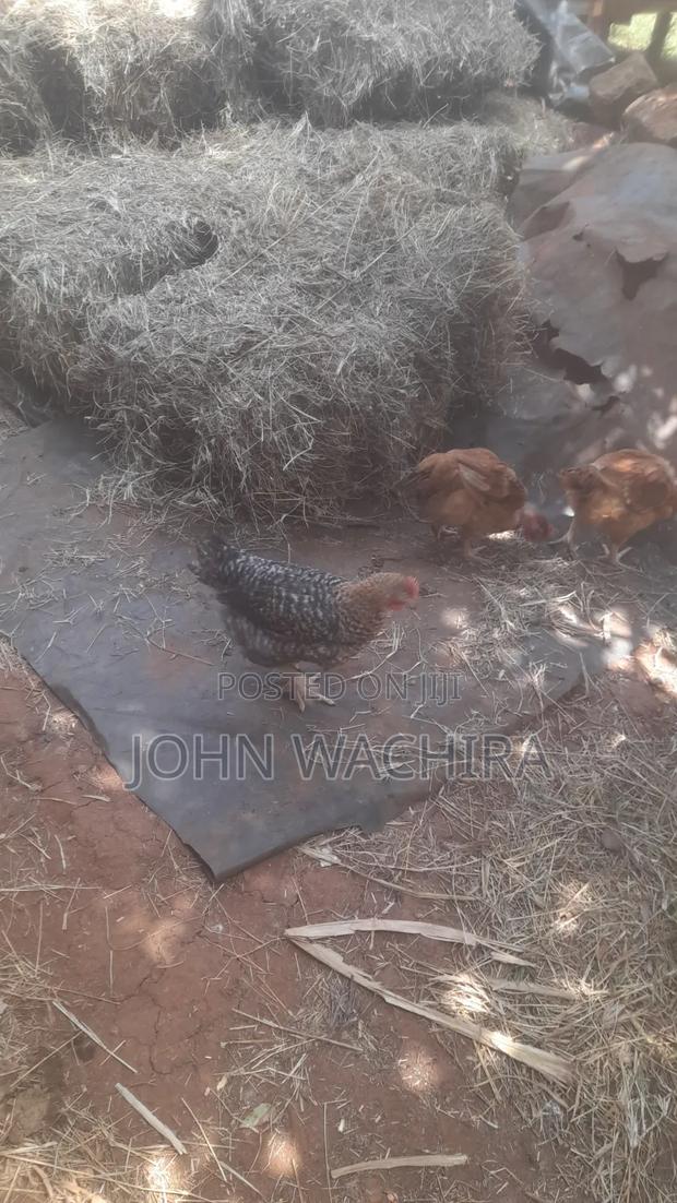 Chickens and Chicks for Sale - main view