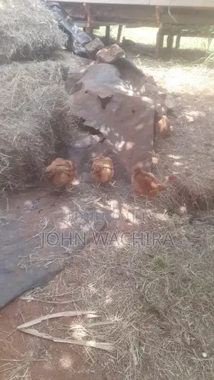 Chickens and Chicks for Sale