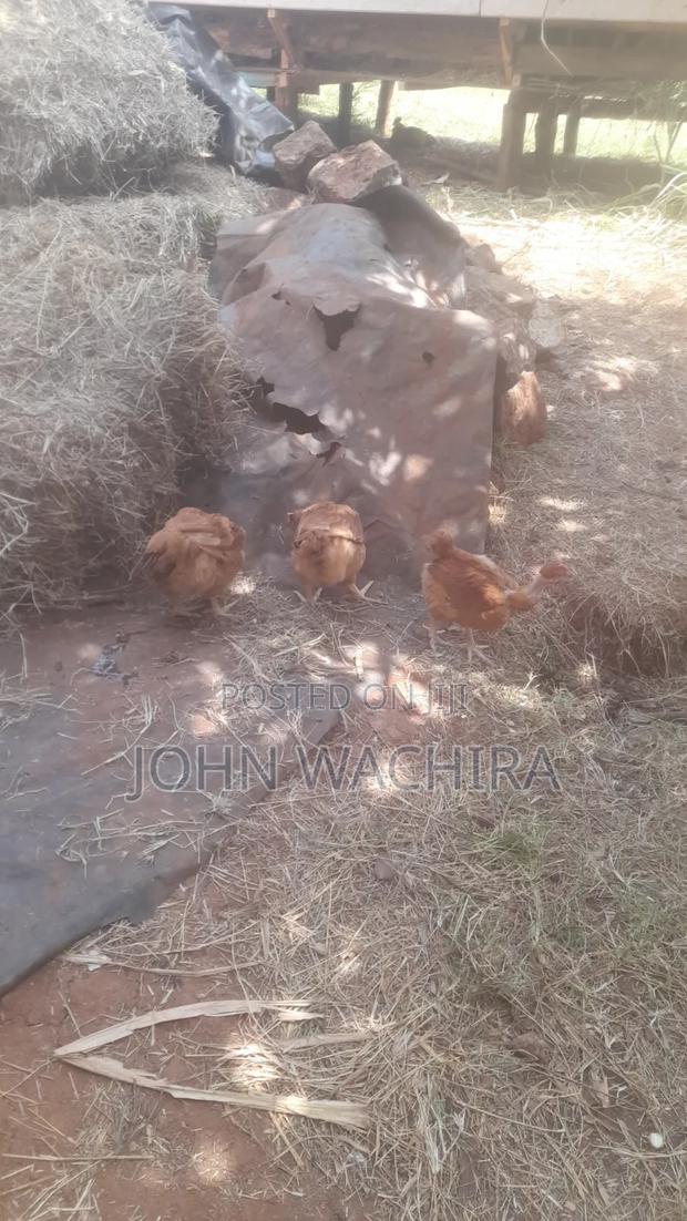 Chickens and Chicks for Sale - thumbnail 2