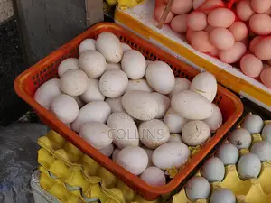 Fertalized Goose Eggs For Sale