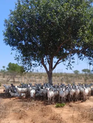 15 Acres of Land for Sale in Malindi, With Ready Title.
