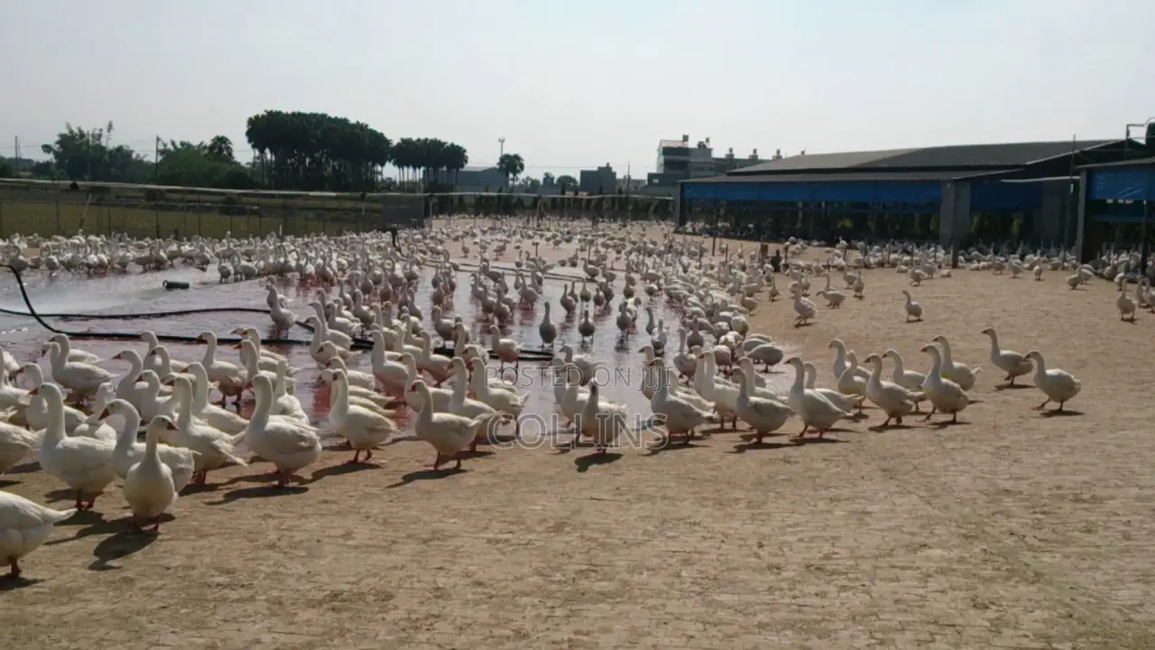 Fertalized Goose Eggs For Sale