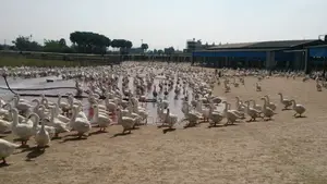 Fertalized Goose Eggs For Sale