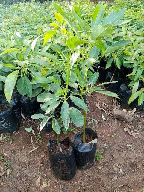 Hass Avocado Seedling