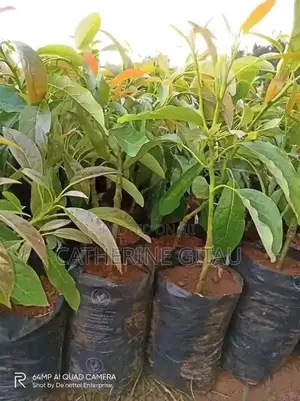 Hass Avocado Seedling