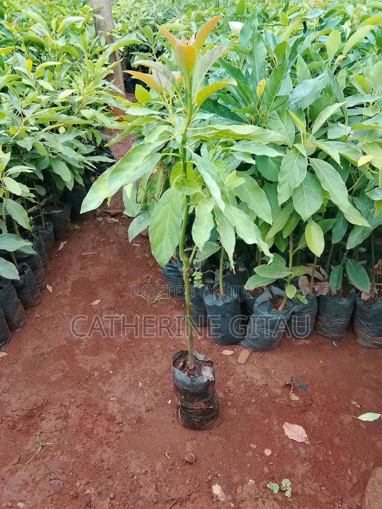 Hass Avocado Seedling