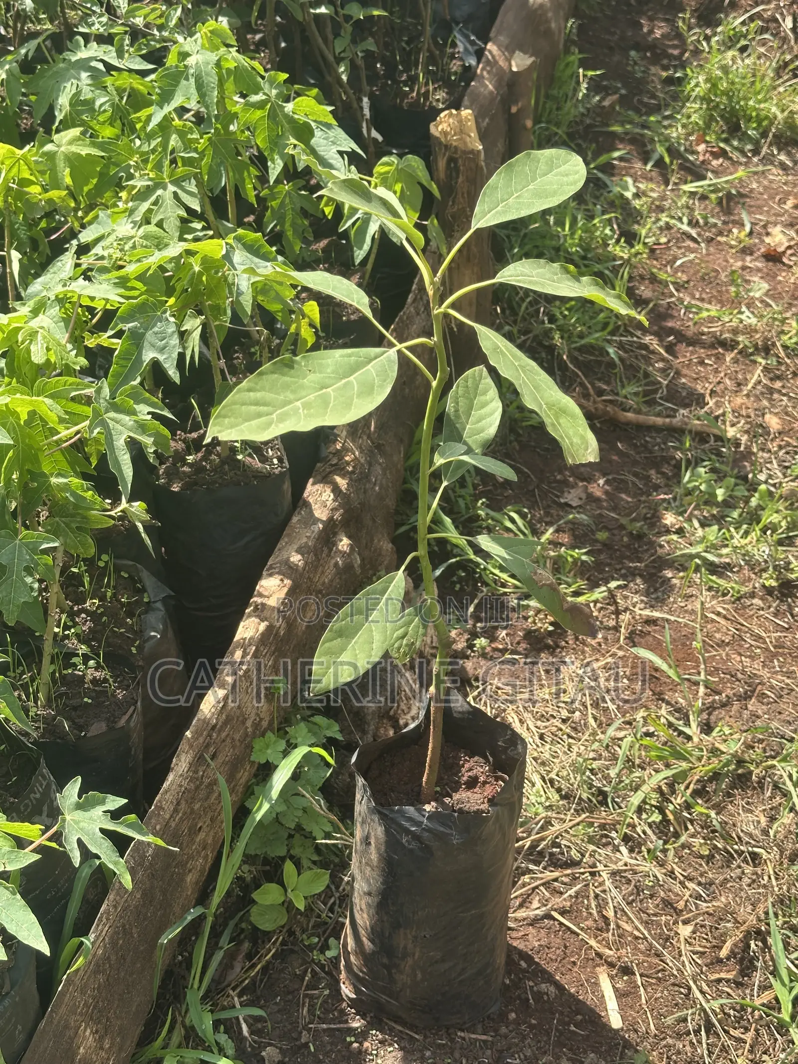 Hass Avocado Seedling
